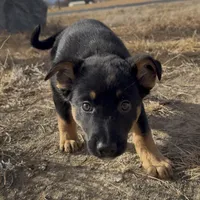 Tarzan, a male German Shepherd Dog for sale in Fort Collins, CO – Photo 4 of 5