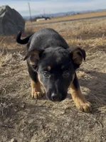 Tarzan, a male Australian Cattle Dog and German Shepherd Dog for sale in Fort Collins, CO – Photo 4 of 5