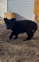 Woody, a male Australian Cattle Dog and German Shepherd Dog for sale in Fort Collins, CO – Photo 3 of 4