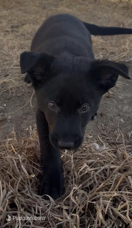 Woody, a male Australian Cattle Dog and German Shepherd Dog for sale in Fort Collins, CO – Photo 1 of 4