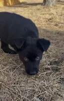Woody, a male Australian Cattle Dog and German Shepherd Dog for sale in Fort Collins, CO – Photo 2 of 4