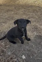Aurora, a female Australian Cattle Dog and German Shepherd Dog for sale in Fort Collins, CO – Photo 3 of 5