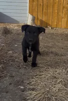 Aurora, a female Australian Cattle Dog and German Shepherd Dog for sale in Fort Collins, CO – Photo 4 of 5