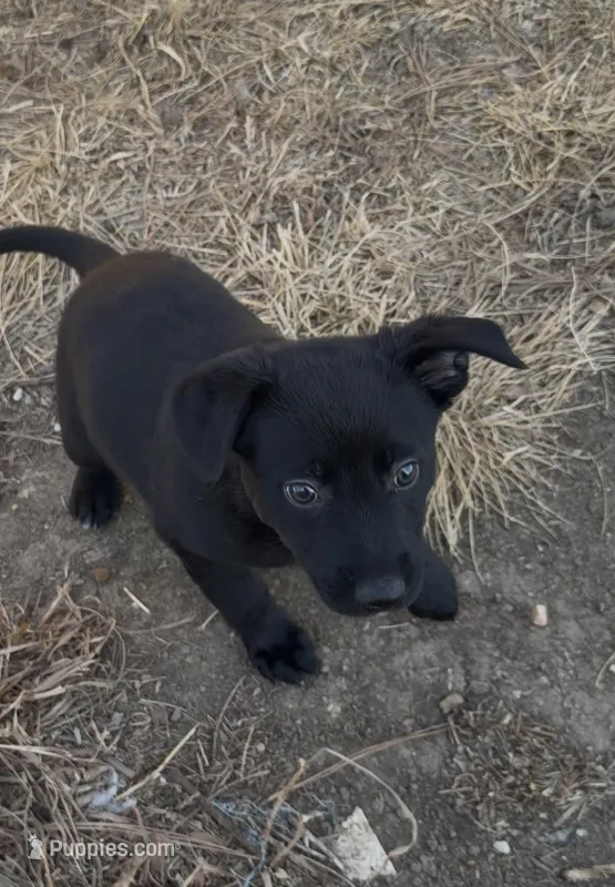 Aurora, a female Australian Cattle Dog and German Shepherd Dog for sale in Fort Collins, CO – Photo 1 of 5