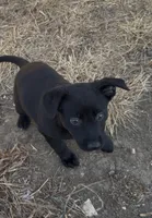 Aurora, a female Australian Cattle Dog and German Shepherd Dog for sale in Fort Collins, CO – Photo 1 of 5