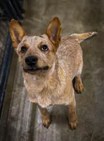 Cowboy, a male Australian Cattle Dog for sale in Fort Collins, CO – Photo 3 of 4