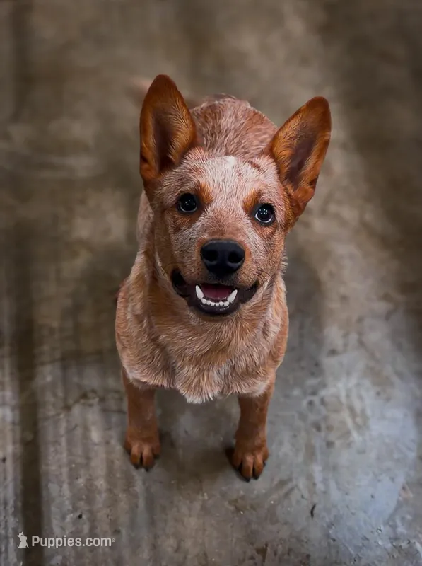 Cowboy – Australian Cattle Dog puppy for sale in Fort Collins, CO