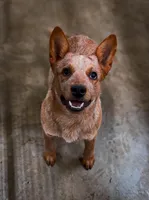 Cowboy, a male Australian Cattle Dog for sale in Fort Collins, CO – Photo 1 of 4