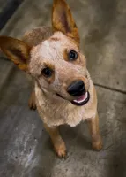 Cowboy, a male Australian Cattle Dog for sale in Fort Collins, CO – Photo 2 of 4