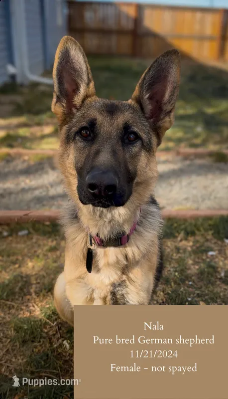 Nala – German Shepherd Dog puppy for sale in Fort Collins, CO