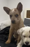 Cowboy, a male Australian Cattle Dog for sale in Fort Collins, CO – Photo 2 of 2