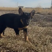 Peter Pan , a male German Shepherd Dog for sale in Fort Collins, CO – Photo 4 of 5