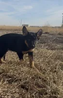 Peter Pan , a male Australian Cattle Dog and German Shepherd Dog for sale in Fort Collins, CO – Photo 4 of 5