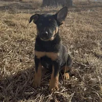 Peter Pan , a male German Shepherd Dog for sale in Fort Collins, CO – Photo 2 of 5