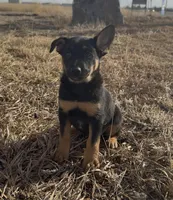 Peter Pan , a male Australian Cattle Dog and German Shepherd Dog for sale in Fort Collins, CO – Photo 2 of 5