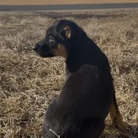 Peter Pan , a male German Shepherd Dog for sale in Fort Collins, CO – Photo 3 of 5
