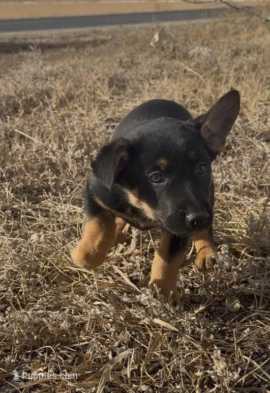 Peter Pan , a male Australian Cattle Dog and German Shepherd Dog for sale in Fort Collins, CO – Photo 1 of 5