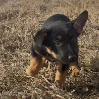 Peter Pan , a male German Shepherd Dog for sale in Fort Collins, CO – Photo 1 of 5