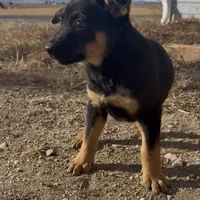 Peter Pan , a male German Shepherd Dog for sale in Fort Collins, CO – Photo 5 of 5