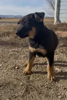 Peter Pan , a male Australian Cattle Dog and German Shepherd Dog for sale in Fort Collins, CO – Photo 5 of 5