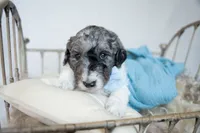 Gucci, a male Miniature Goldendoodle for sale in Canton, GA – 5 of 5