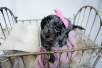 Chloe, a female Miniature Goldendoodle for sale in Canton, GA – 5 of 5