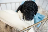 Burberry, a male Miniature Goldendoodle for sale in Canton, GA – 3 of 5