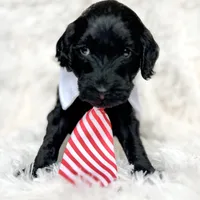 “Lord”, a male Miniature Goldendoodle for sale in Holly Springs, GA – Photo 3 of 6