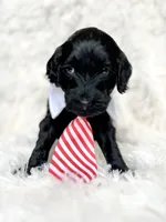 “Lord”, a male Miniature Goldendoodle for sale in Holly Springs, GA – Photo 3 of 6