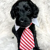 “Lord”, a male Miniature Goldendoodle for sale in Holly Springs, GA – Photo 1 of 6