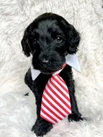 “Lord”, a male Miniature Goldendoodle for sale in Holly Springs, GA – Photo 1 of 6