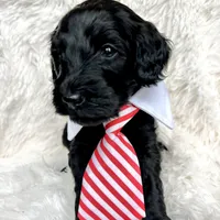 “Lord”, a male Miniature Goldendoodle for sale in Holly Springs, GA – Photo 2 of 6