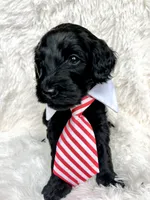 “Lord”, a male Miniature Goldendoodle for sale in Holly Springs, GA – Photo 2 of 6