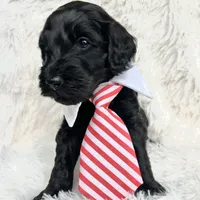 “Lord”, a male Miniature Goldendoodle for sale in Holly Springs, GA – Photo 4 of 6