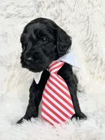 “Lord”, a male Miniature Goldendoodle for sale in Holly Springs, GA – Photo 4 of 6