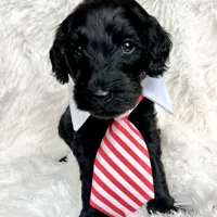 “Lord”, a male Miniature Goldendoodle for sale in Holly Springs, GA – Photo 5 of 6