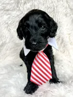 “Lord”, a male Miniature Goldendoodle for sale in Holly Springs, GA – Photo 5 of 6