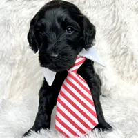 “Lord”, a male Miniature Goldendoodle for sale in Holly Springs, GA – Photo 6 of 6