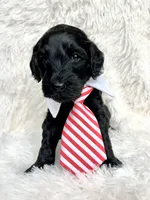 “Lord”, a male Miniature Goldendoodle for sale in Holly Springs, GA – Photo 6 of 6