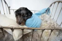Louis, a male Miniature Goldendoodle for sale in Canton, GA – 3 of 4