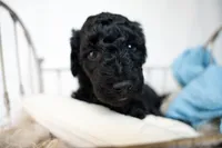 Valentino, a male Miniature Goldendoodle for sale in Canton, GA – 3 of 4