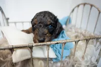 Oliver, a male Miniature Goldendoodle for sale in Canton, GA – 3 of 4