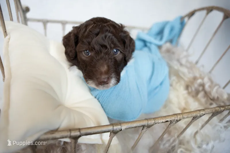 Burch – Miniature Goldendoodle puppy for sale in Canton, GA