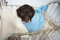 Burch, a male Miniature Goldendoodle for sale in Canton, GA – 1 of 4