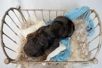 Oliver, a male Miniature Goldendoodle for sale in Canton, GA – 2 of 4