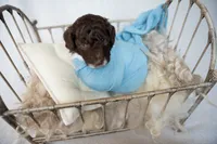 Burch, a male Miniature Goldendoodle for sale in Canton, GA – 3 of 4