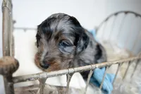 Louis, a male Miniature Goldendoodle for sale in Canton, GA – 4 of 4