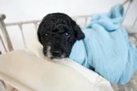 Burberry, a male Miniature Goldendoodle for sale in Canton, GA – 4 of 5