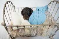 Oliver, a male Miniature Goldendoodle for sale in Canton, GA – 4 of 4