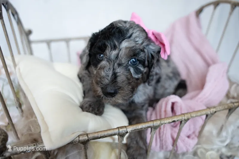 Chloe – Miniature Goldendoodle puppy for sale in Canton, GA